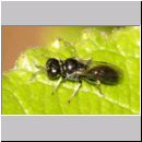 Crossocerus sp - Grabwespe 06a 5-6mm.jpg